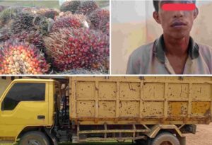 Pelaku Pencurian Sawit Di OI Tertangkap Basah Saat Sedang Mencuri