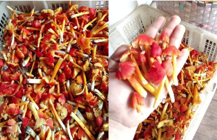 Hujan Setelah Karhutla, Tenawang Tiong Tumbuh Subur Memberi Rezeki Bagi Warga OI