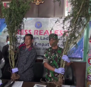 BNNK Empat Lawang Grebek Ladang Ganja Seluar 1 Ha