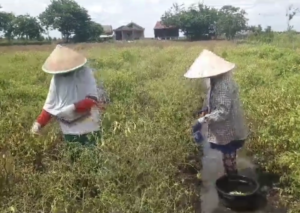 Kebun Terendam Banjir Petani Cabai Merugi