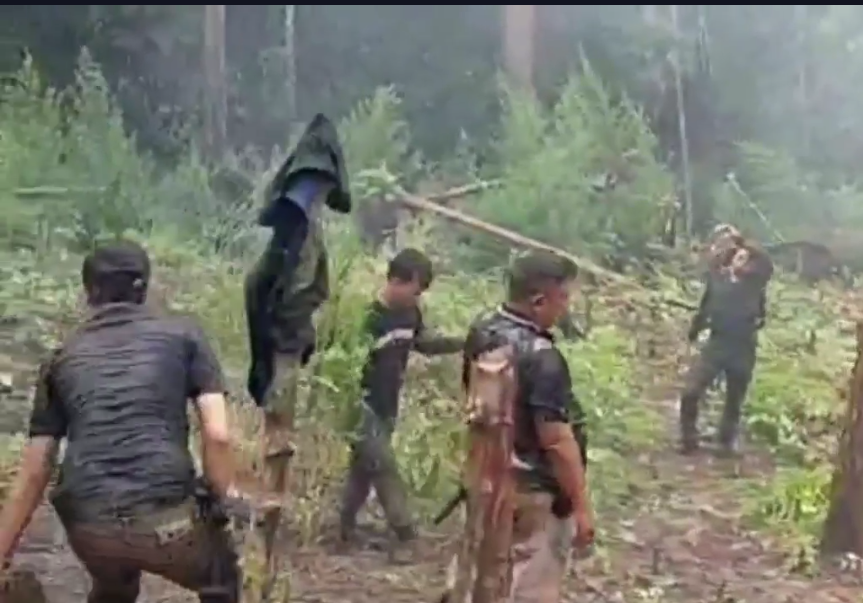 Polres 4 Lawang Temukan 2 Hektar Ladang Ganja