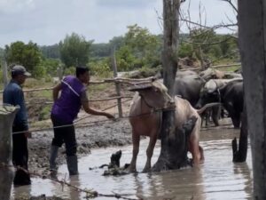 Cegah Bertambahnya Kerbau Mati, Dinas Peternakan OI Lakukan Vaksinasi Bagi Ratusan Sapi Dan Kerbau