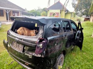 Polisi Gagalkan Aksi Pencurian Hewan Ternak Di Ogan Ilir