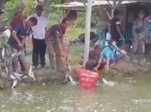 Pembudidaya Ikan Patin Gapoktan Panen Raya