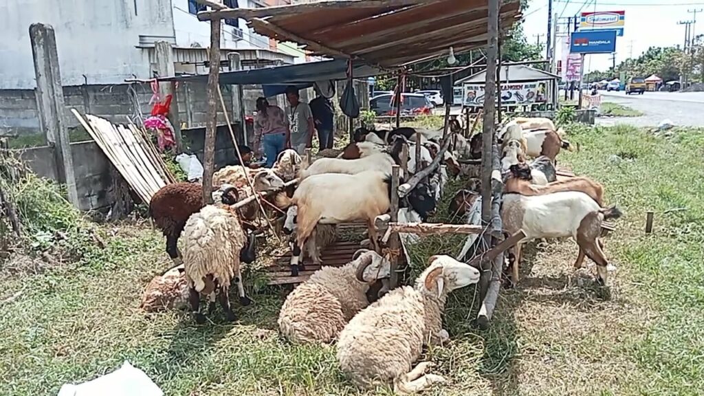 Jelang Idul Adha, Pedagang Hewan Di Ogan Ilir Banjir Pesanan