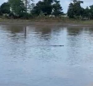 Warga OI Diresahkan Kemunculan Buaya Di Perairan Musi