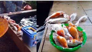 Dampak Dari Pemadaman listrik Ratusan Ikan Hias Di OKI Mati
