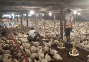 400 Ekor Ayam Mati Mendadak Akibat Pemadaman Listrik