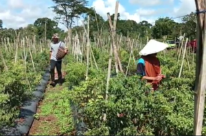 Harga Pupuk Mahal, Petani Terancam Merugi
