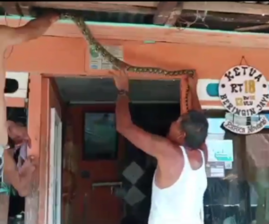 Warga Evakuasi Ular Piton Sembunyi Di atas Plafon