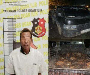 Pria Di Ogan Ilir Curi Sawit Pakai Mobil Pickup