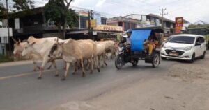 Pengendara Kesal, Gerombolan Sapi Berkeliaran Di Jalintim Indralaya