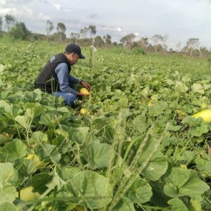Petani Blewah Panen Di Bulan Ramadan, Raup Keuntungan