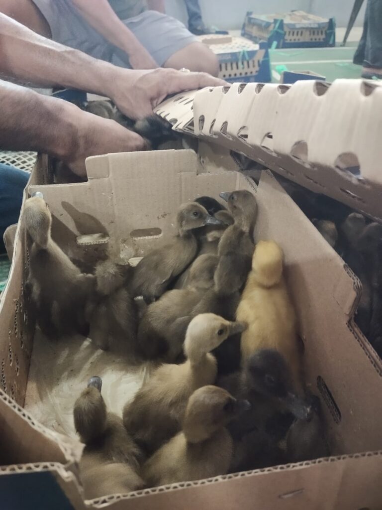 Ketahanan Pangan Desa Talang Aur Budidaya Bibit Itik