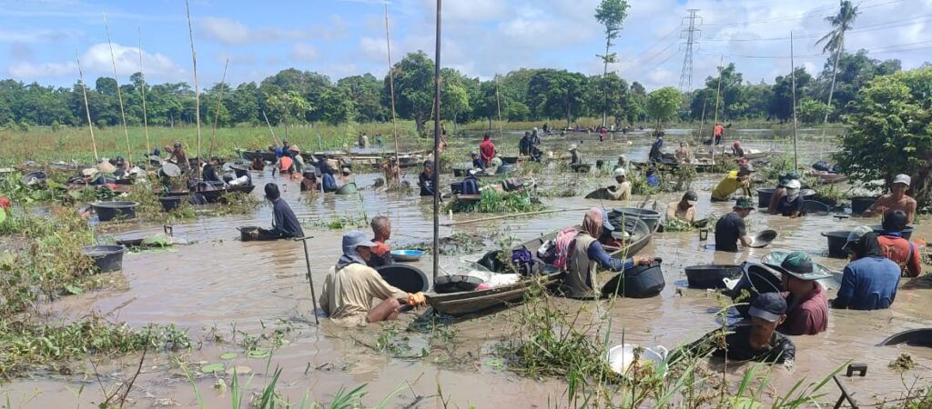 Warga Batu Ampar Berburu Emas Di Rawa SP Padang OKI