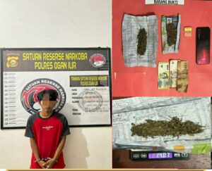 Peredaran Ganja Di Indralaya Utara Di Gagalkan Polisi