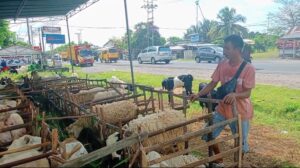 Pedagang Hewan Kurban Mulai Menjamur Di Jalinsum Ogan Ilir