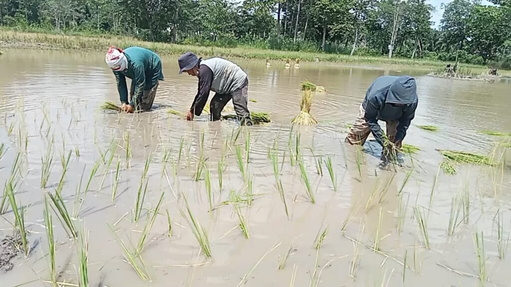 Petani di Ogan Ilir Dukung Program IP 200, Harap Tambahan Alsintan dan Solusi Pengairan
