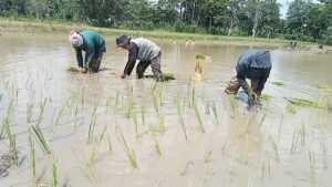 Petani di Ogan Ilir Dukung Program IP 200, Harap Tambahan Alsintan dan Solusi Pengairan
