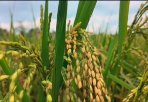 Tingkatkan Perekonomian Dengan Swasembada Pangan