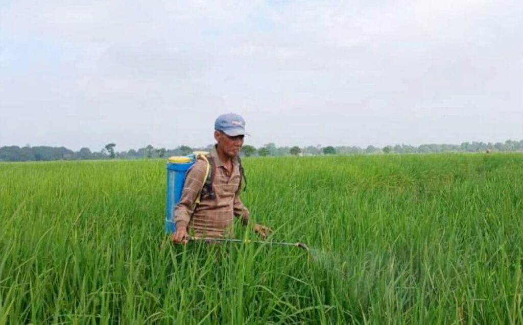 Gerakan Pengendalian Hama Penggerek Batang Padi di Ogan Ilir