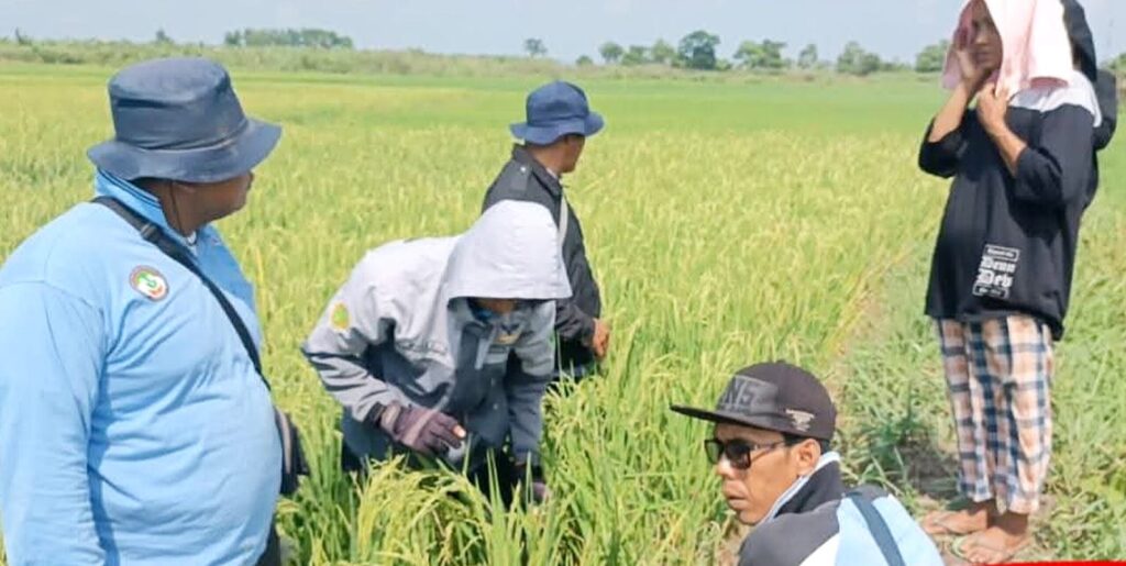 Basmi Hama Tikus, Petani Ogan Ilir Manfaatkan Burung Hantu Tyto alba