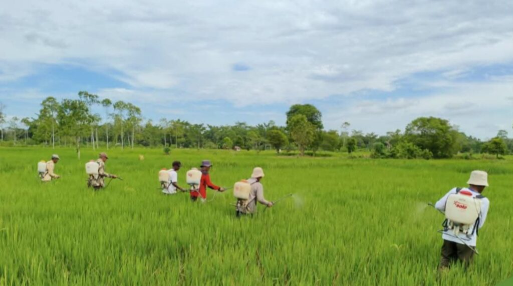 Aplikasi Bio-fungisida Cegah Penyakit Kresek pada Tanaman Padi