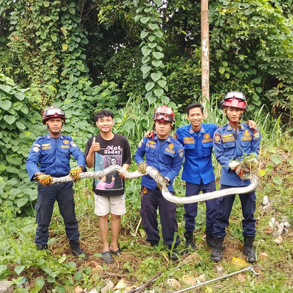 Ular Piton Bikin Resah Warga 8 Ilir, Di Evakuasi Damkar Palembang