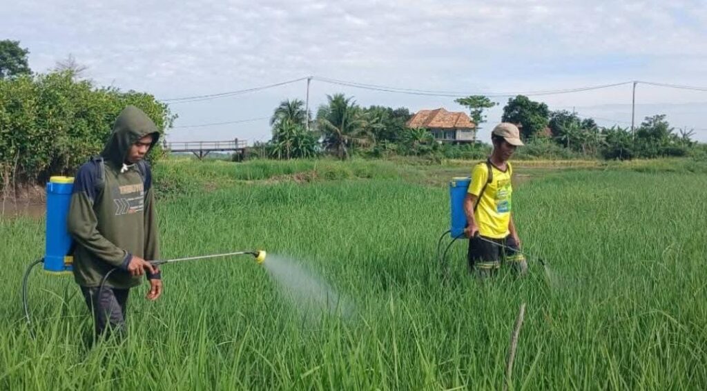 Antisipasi Hama Penggerek, Petani Ogan Ilir Lakukan Penyemprotan Insektisida Dimehipo