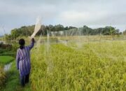 Burung Pipit Serang Sawah di Ogan Ilir, Petani Khawatir Produksi Turun