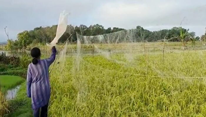 Burung Pipit Serang Sawah di Ogan Ilir, Petani Khawatir Produksi Turun