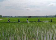 Walang Sangit Serang Sawah, Petani Diimbau Pasang Perangkap Botol