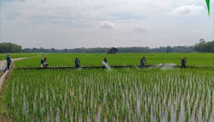 Walang Sangit Serang Sawah, Petani Diimbau Pasang Perangkap Botol