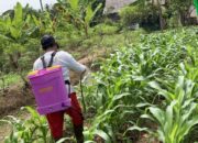Pengendalian Ulat Grayak di Ogan Ilir, Petani Jagung Terancam Gagal Panen