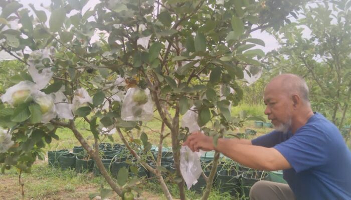 Dari Pekarangan Jadi Kebun, 300 Pohon Jambu Kristal Berbuah Sepanjang Musim