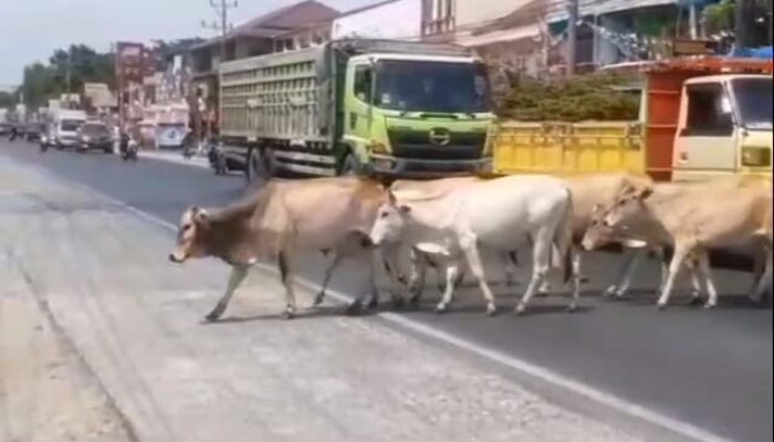 Sapi Liar di Jalinsum Indralaya Picu Kecelakaan Beruntun, Tiga Kendaraan Ringsek