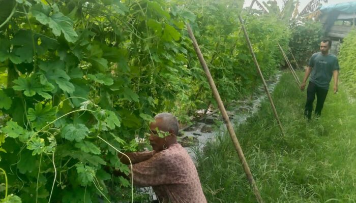 Petani Ogan Ilir Terapkan Rotasi Tanaman, Beralih dari Timun ke Pare untuk Cegah Hama