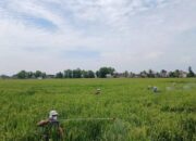 Petugas Popt Sarankan Perangkap Bangkai Untuk Kendalikan Walang Sangit Di Ogan Ilir