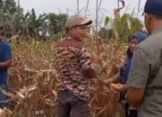 Polsek Pemulutan Panen Jagung Bersama Petani Dukung Program Ketahanan Pangan