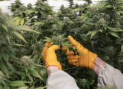 Studi Ungkap New York Jadi Kota dengan Konsumsi Ganja Tertinggi di Dunia