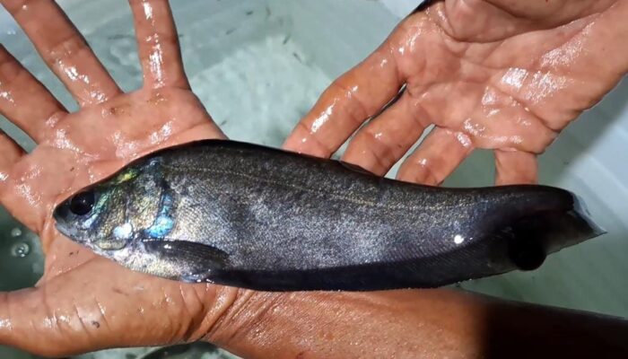 Belida Kini Legal Dibudidayakan: Pertamina RU III Sukses Dorong Regulasi Baru