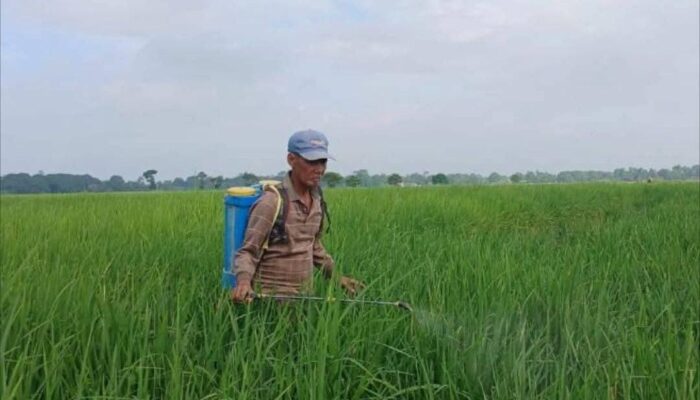 Waspada Serangan Kepinding Tanah, Ancaman Baru bagi Produksi Padi di Ogan Ilir