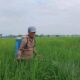 Waspada Serangan Kepinding Tanah, Ancaman Baru bagi Produksi Padi di Ogan Ilir