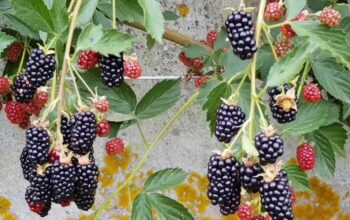 Inilah Bintang Baru Dapur Sehat: Buah Murbei, Solusi Alami yang Efektif Lawan Anemia