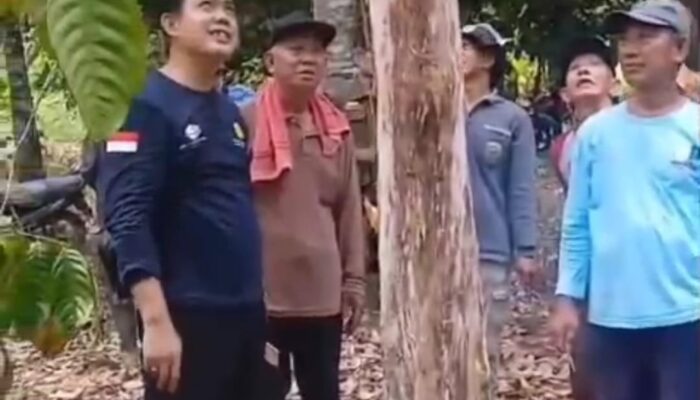 Metode Basmi Penyakit Meranggas Di Ogan Ilir