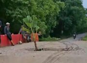 Warga Tanam Pohon Pisang di Atas Jembatan Jebol, Protes Keras untuk Pemerintah