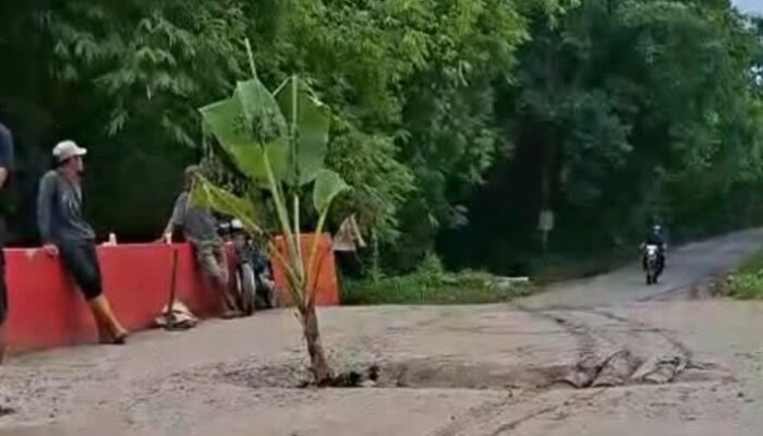 Warga Tanam Pohon Pisang di Atas Jembatan Jebol, Protes Keras untuk Pemerintah