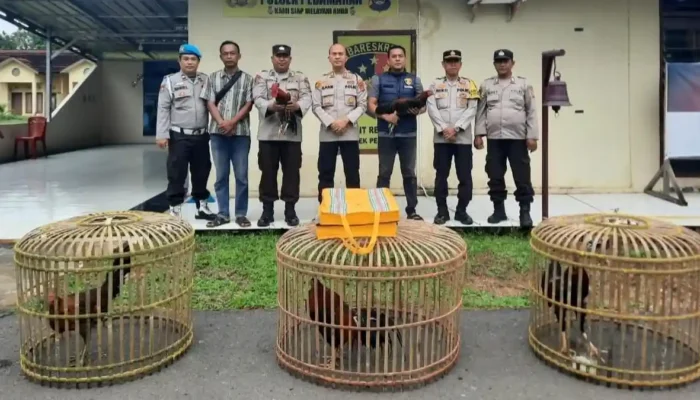 Berantas Judi Tradisional, Polisi Amankan 9 Ayam Aduan di OKI