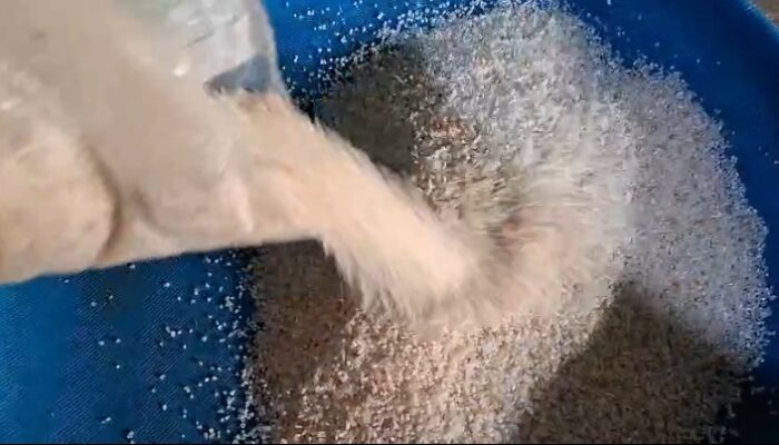 Beras Bantuan Pemerintah Dipenuhi Kutu, Kecamatan Kandis Lakukan Penelusuran