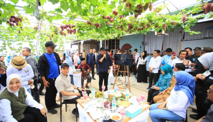 Kunjungi OKI, Herman Deru Apresiasi Kebun Anggur Viral di Desa Selapan Ilir